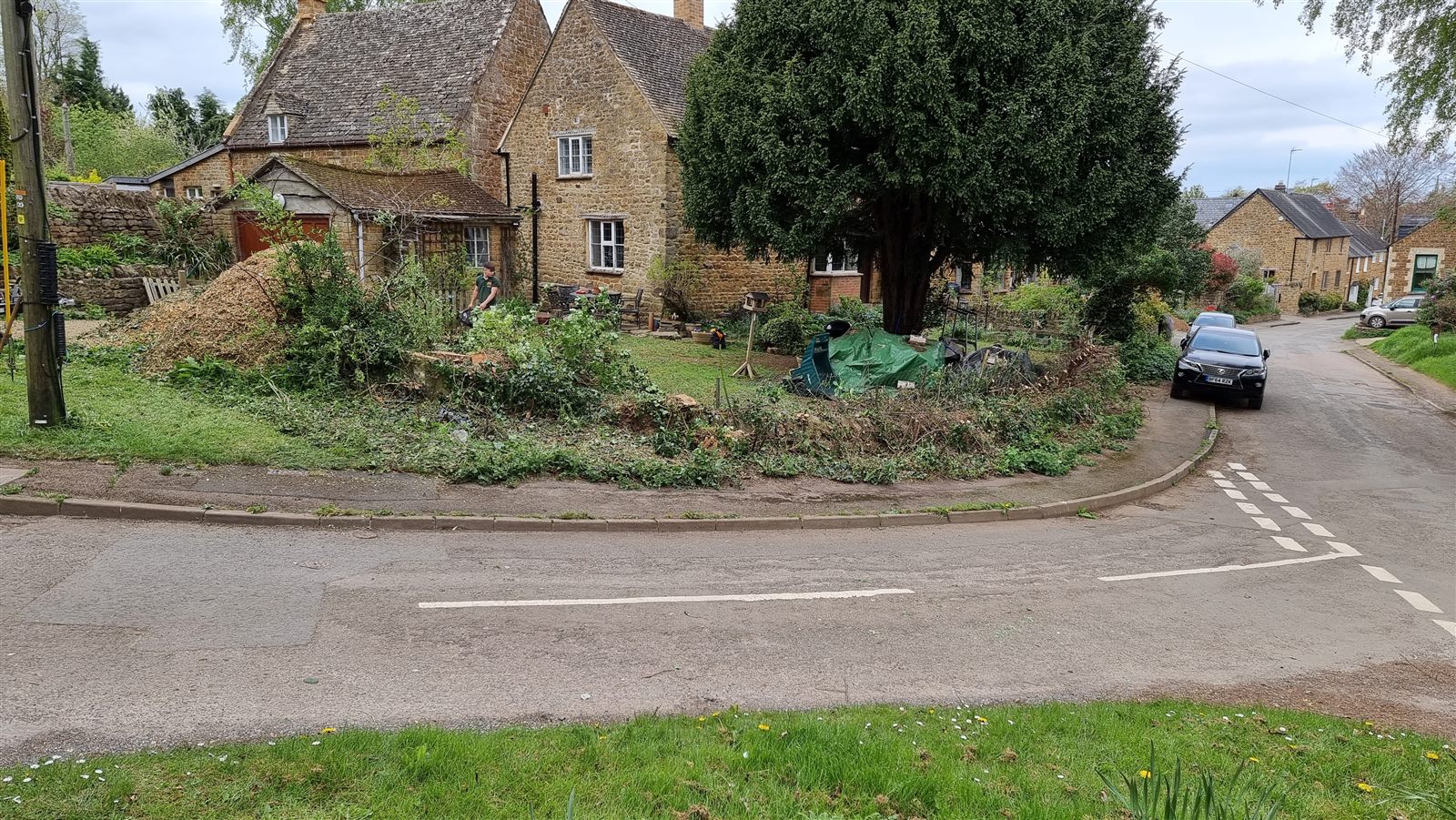 A wider view of the garden during clearance, revealing the space around the mature tree.